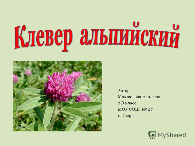 Реферат по теме Клевер луговой (клевер красный) Реферат по теме Клевер луговой (клевер красный)