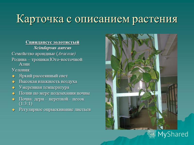 Паспорт комнатных растений в детском саду герань