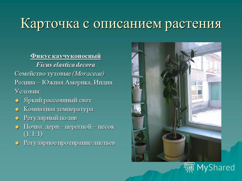 Примеры описания растений по биологии Паспорт растения 6 класс по биологии образец работы