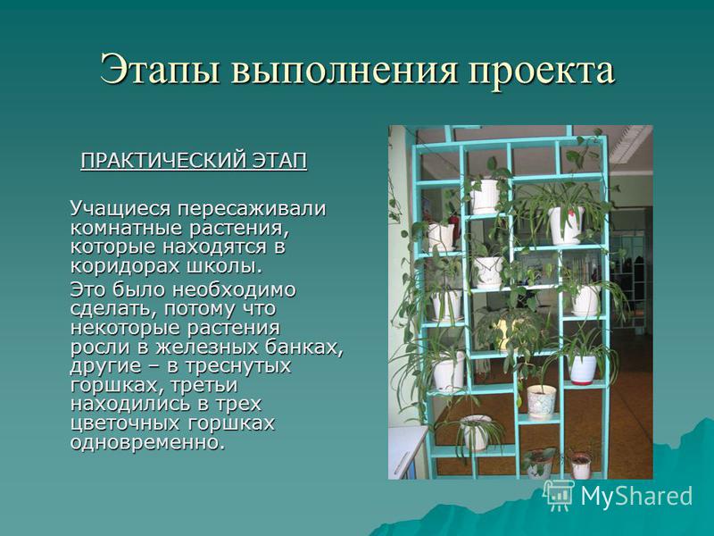 Этапы проекта домашние цветы Комнатные растения в школе проект