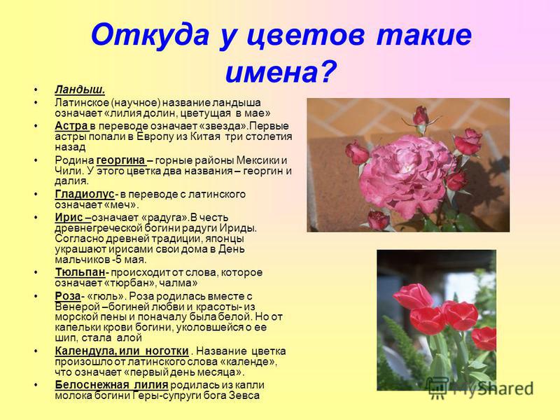 Цветы и значение их цвета при подарке 74