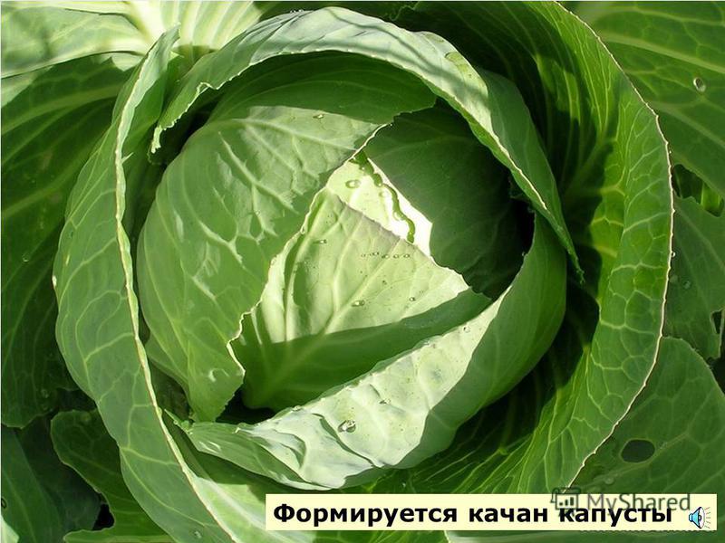 Оранжевый пушистый цветок Оранжевый пушистый цветок