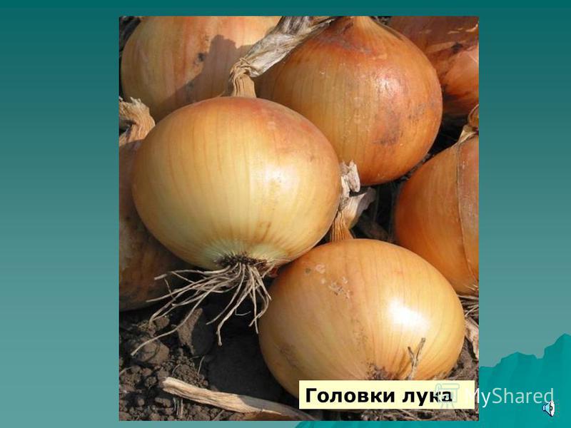 Выращивание лука из головок 334