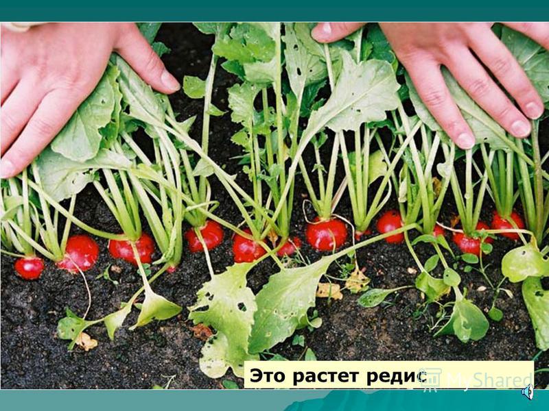Комнатный цветок клеродендрум: фото сортов и видов, уход Где и как растет спаржа на огороде и как выглядит белая? Фото