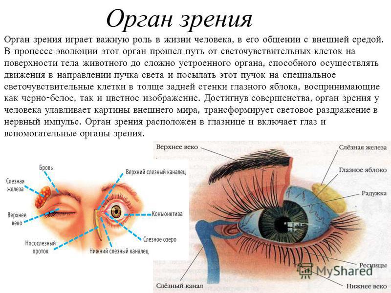 Анатомия Органа Зрения Реферат
