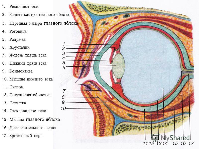 Контрольная работа по теме Гистологическое строение глаза человека