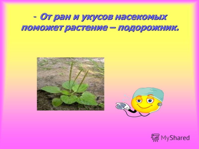 какая трава помогает от паразитов в организме какая трава помогает от паразитов в организме