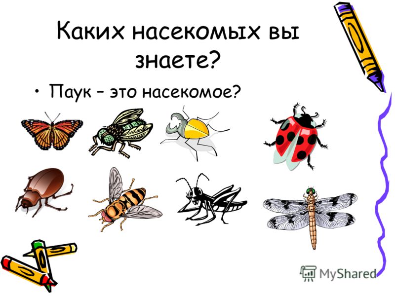 Натура и рисование по представлению
