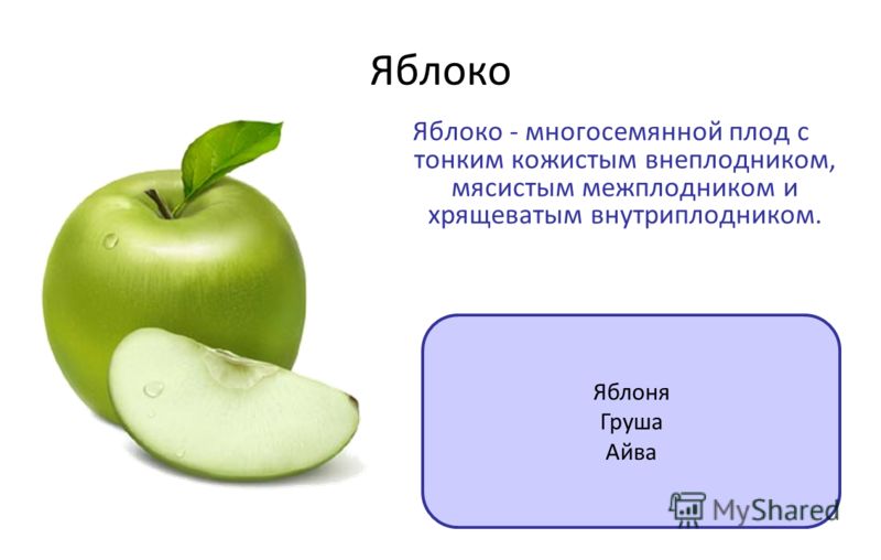 Фасоль плод или семя Фасоль плод или семя