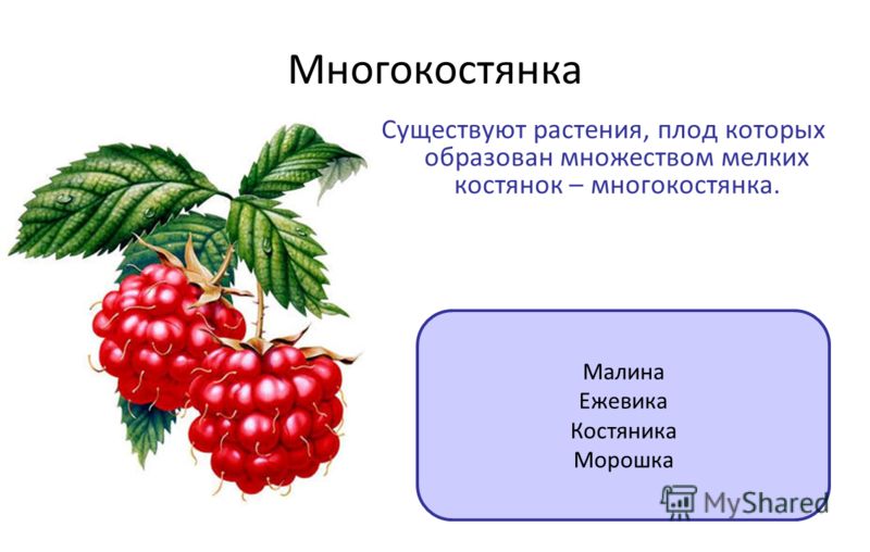 Фасоль плод или семя Фасоль плод или семя