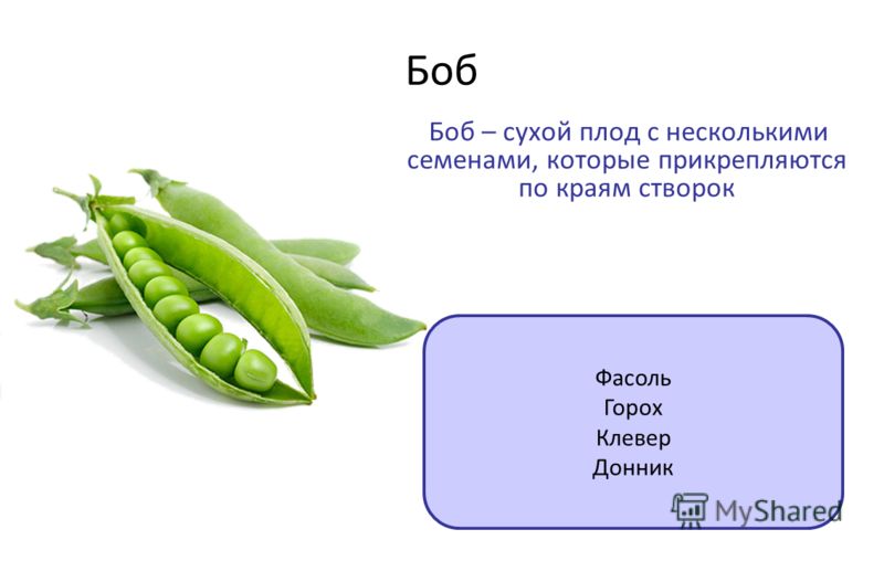 Околоплодником сухих плодов Околоплодником сухих плодов