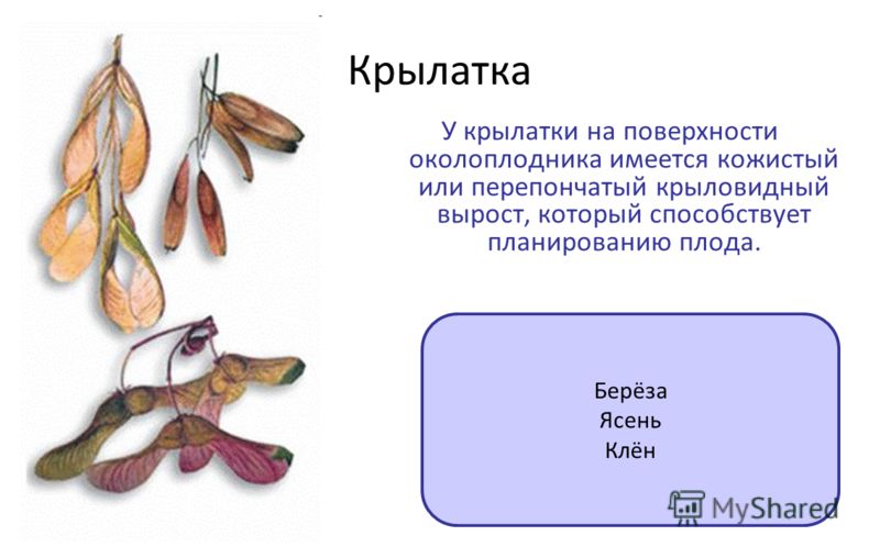 Околоплодником сухих плодов Околоплодником сухих плодов