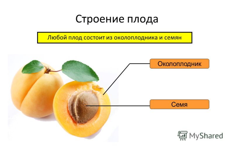 Строение плодов и семян растений Строение плодов и семян растений