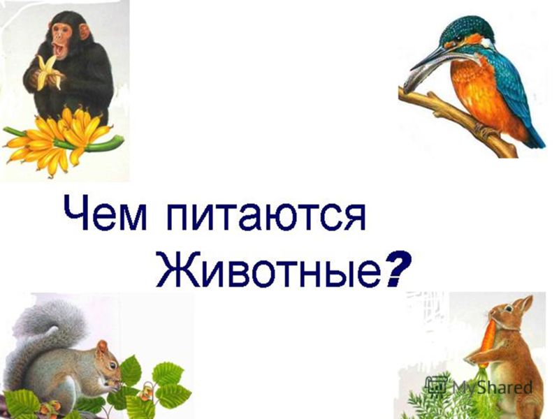 паразиты пищеварительной системе человека паразиты пищеварительной системе человека