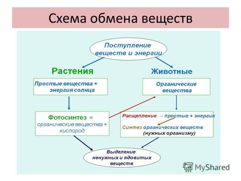 паразиты пищеварительной системе человека паразиты пищеварительной системе человека