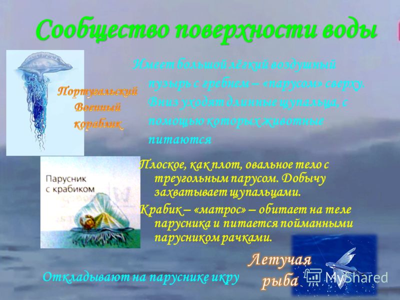 Презентация на Тему Дельфины 4 Класс