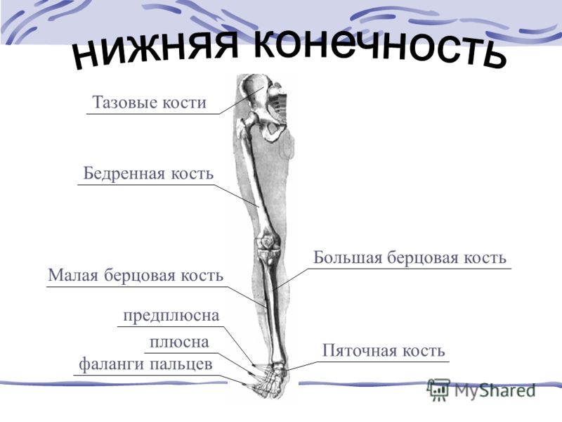 лучшее средство от глистов детям и взрослым лучшее средство от глистов детям и взрослым