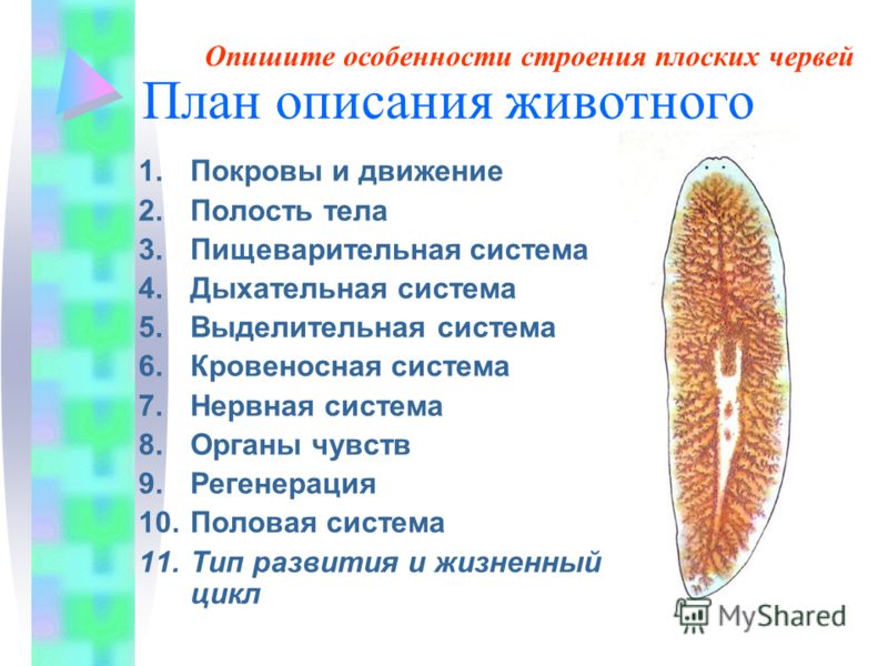 как паразиты выходят из организма после лечения как паразиты выходят из организма после лечения