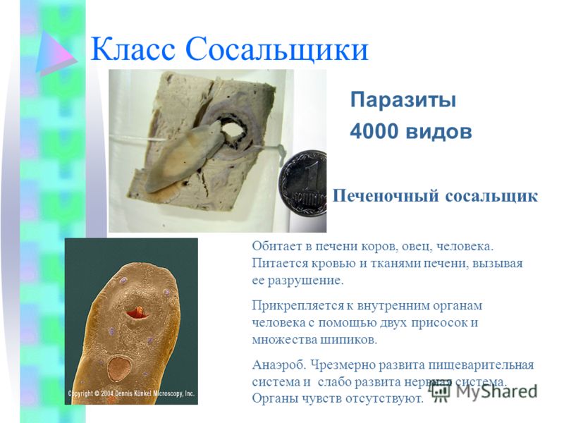 окончательный хозяин паразита человек окончательный хозяин паразита человек