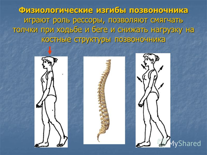 Формирование физиологических изгибов позвоночника у детей Формирование физиологических изгибов позвоночника у детей