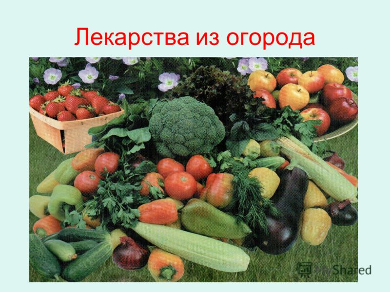 какими травами почистить организм от паразитов какими травами почистить организм от паразитов
