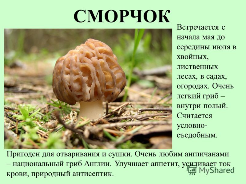 Раскраска папины дочки Раскраска папины дочки
