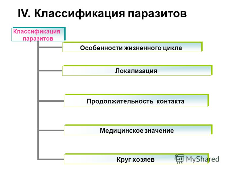 локализация паразитов в организме человека локализация паразитов в организме человека