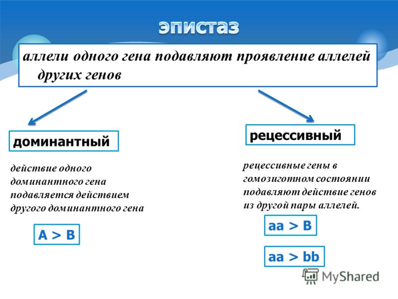 Отзывы о ветеринарной клинике айболит