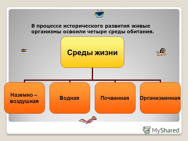организм человека среда обитания паразитов организм человека среда обитания паразитов