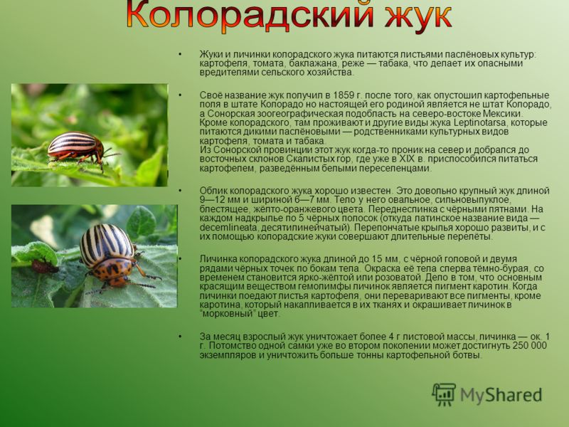 1.8. Методы выбора посадок и области их применения Электронная библиотека Посадка картофеля и уход за ним. Мой сад, огород. Копилка дачного опыта