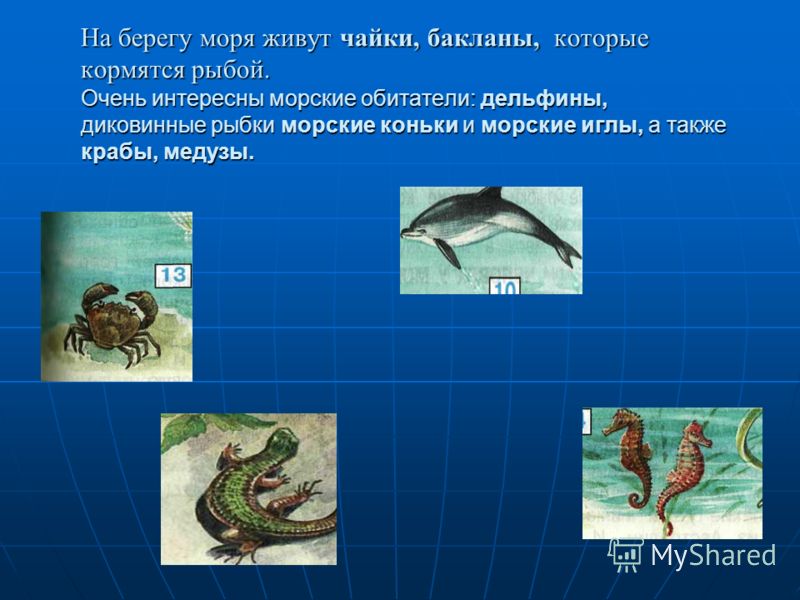 Схема цепи питания для черноморского побережья кавказа фото 248