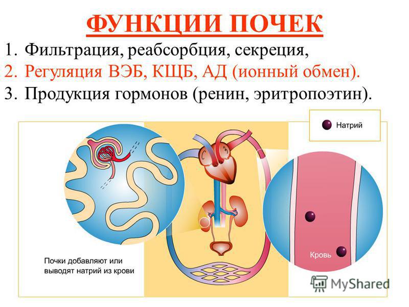 Какие упражнения полезны для простатите Какие упражнения полезны для простатите