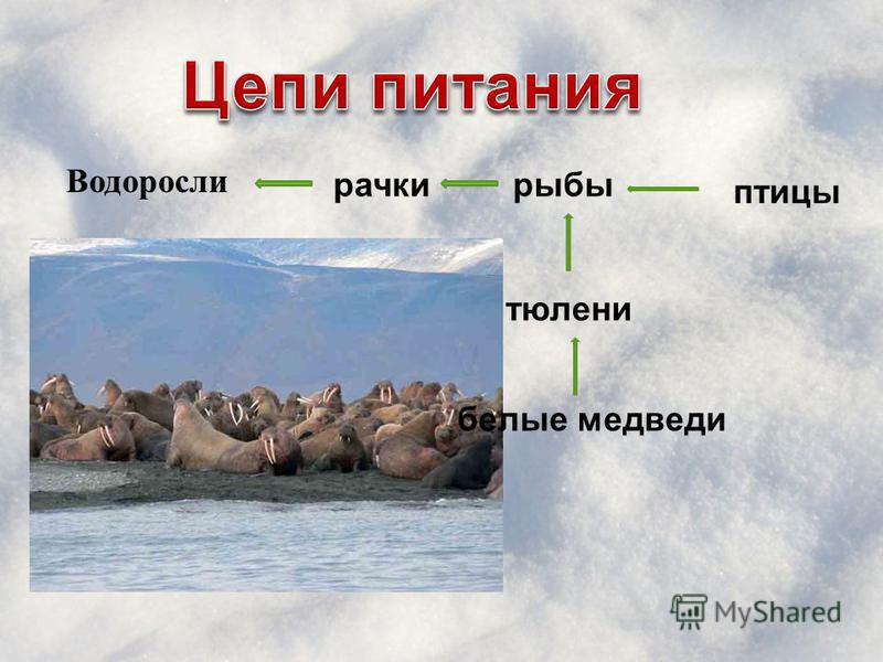 apassionforscience / 1E1_2013 Group 8 - Polar Region