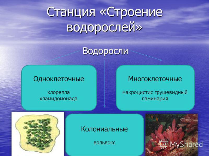 колониальные водоросли, вольвокс урок колониальные водоросли, вольвокс урок