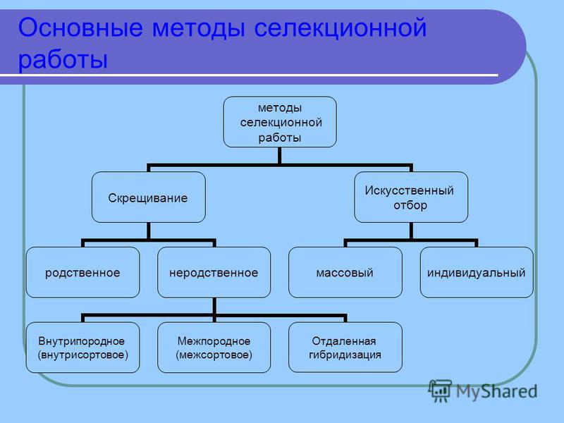 Тема: "Методы селекции и их генетические основы" - Студопедия