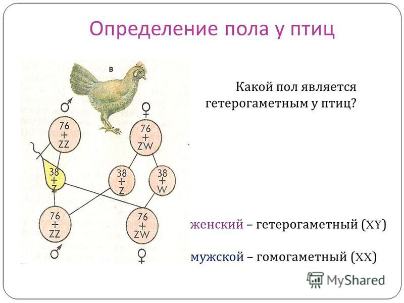 Презентация на тему: "Генетика пола Наследование признаков, сцепленных с полом С