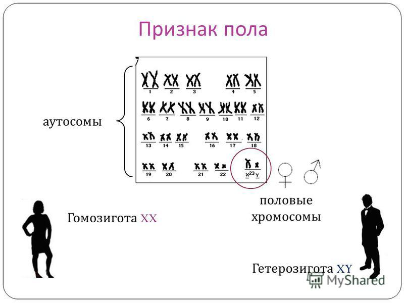 Признак пола Гомозигота XX Гетерозигота XY аутосомы половые хромосомы