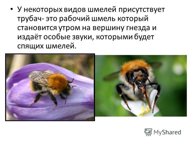 Звук летящей пчелы скачать бесплатно