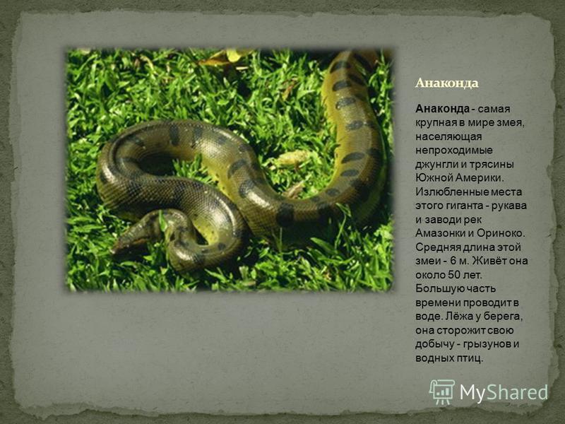 Доклад по теме Дикие животные и змеи Латинской Америки