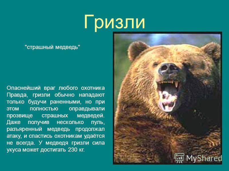 фото разъярённого медведя онлайн