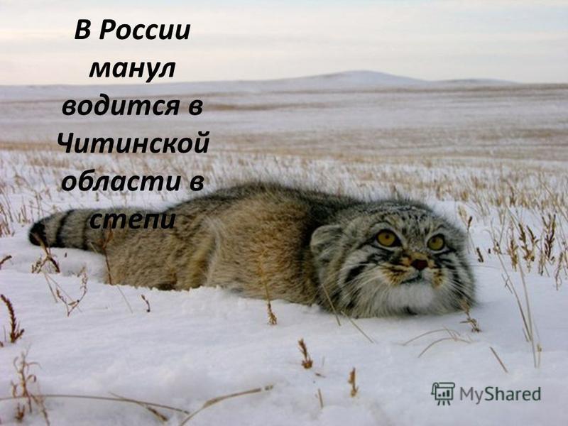 База и снега