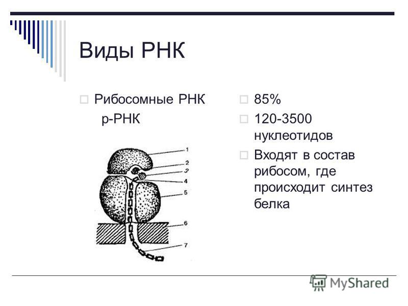Где находится в клетке хромосомы Где находится в клетке хромосомы