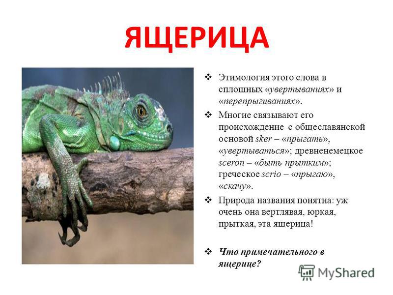 Звуковая схема слова ящерица