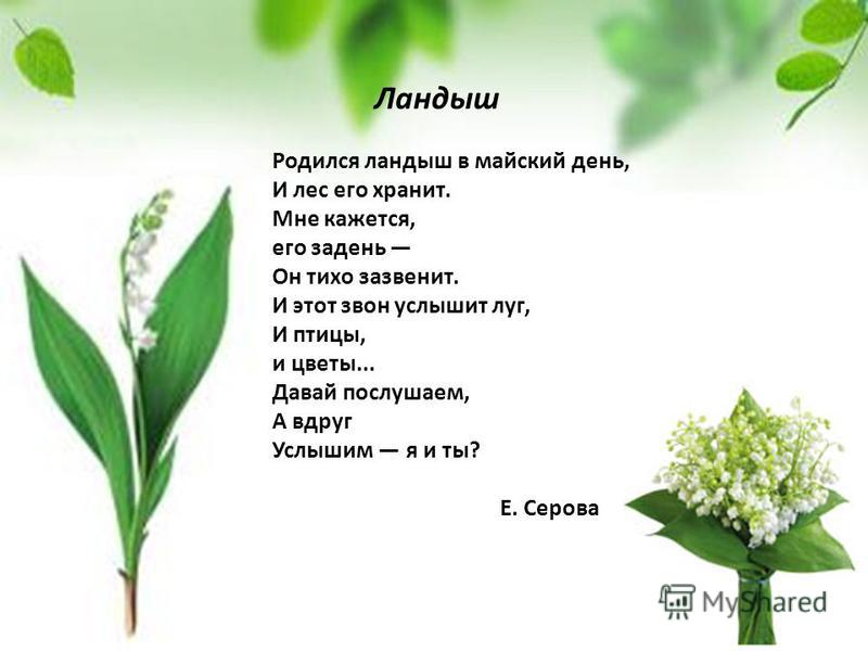 Приметы распустился цветок Приметы распустился цветок