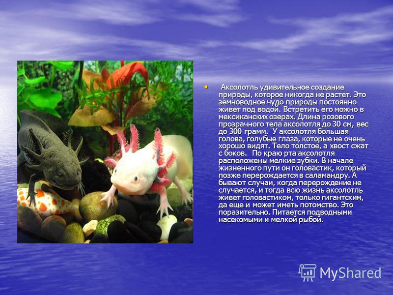 Аксолотль удивительное создание природы, которое никогда не растет. Это земноводное чудо природы постоянно живет под водой. Встретить его можно в мексиканских озерах. Длина розового прозрачного тела аксолотля до 30 см, вес до 300 грамм. У аксолотля б