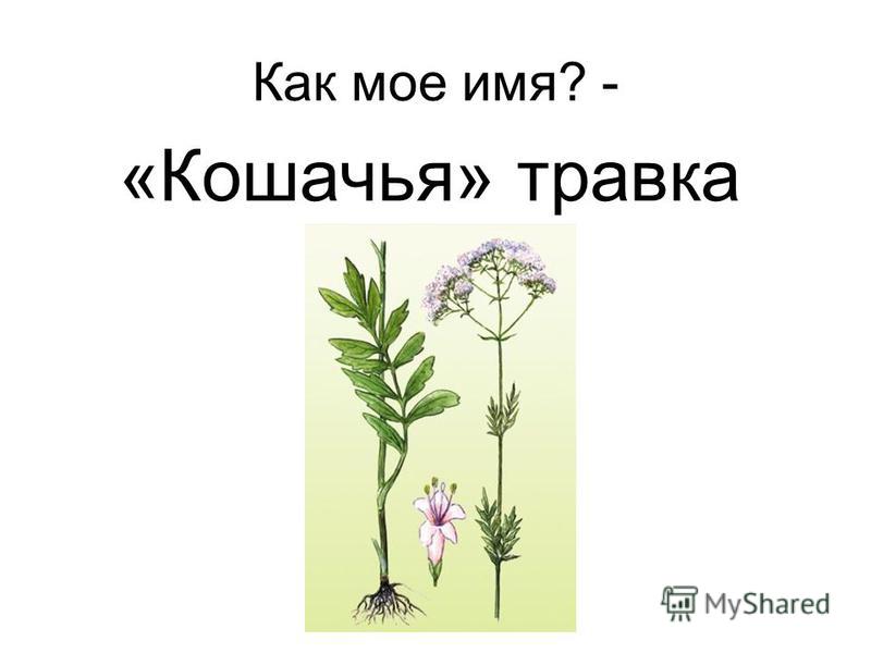 Девизы И Названия Команд По Биологии Девизы И Названия Команд По Биологии