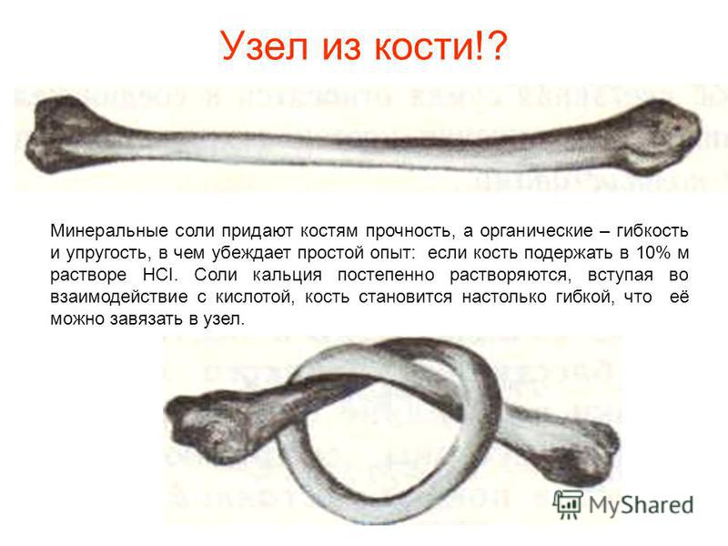 Как сделать крепкие кости Как сделать крепкие кости