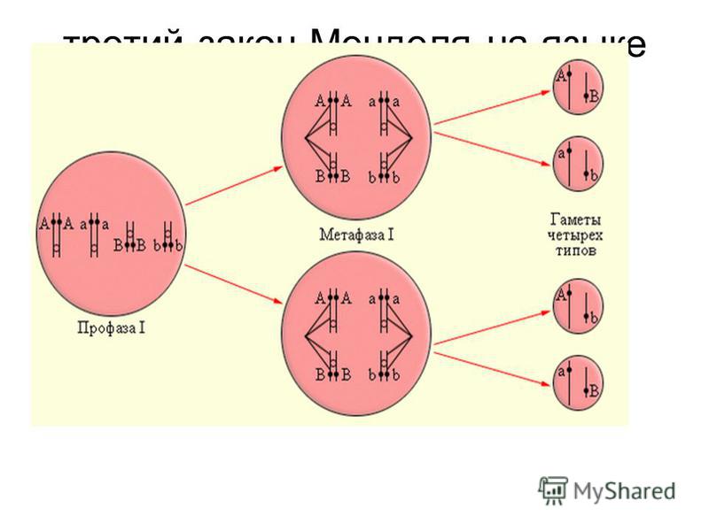 третий закон Менделя на языке хромосом