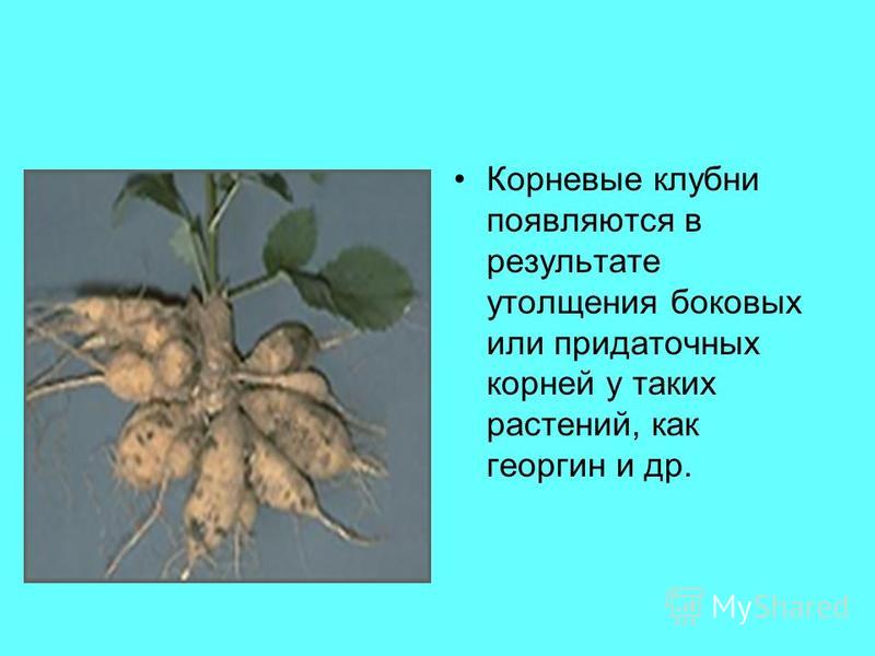 Корневые клубни появляются в результате утолщения боковых или придаточных корней у таких растений, как георгин и др.