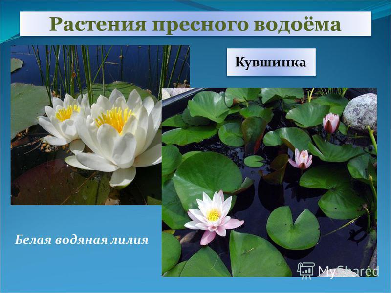 Растения в пресных водоёмах Алтайского края